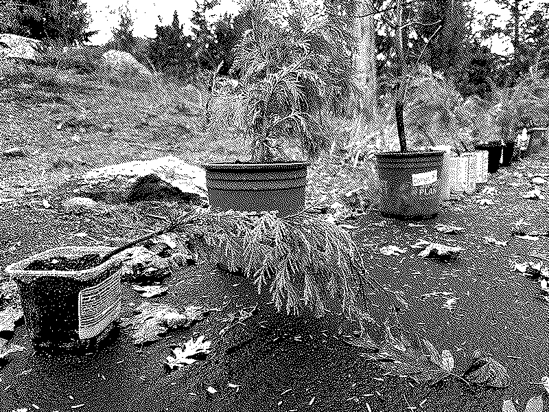 small trees growing in food containers