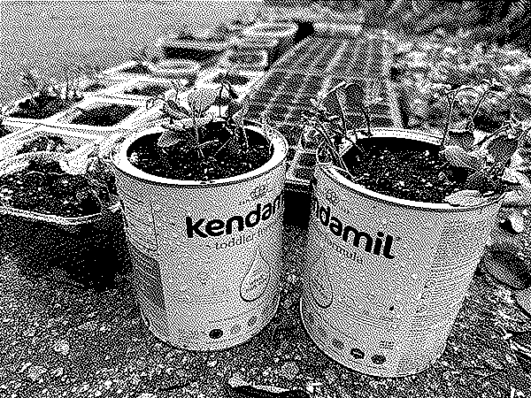 cabbage sprout growing in food containers